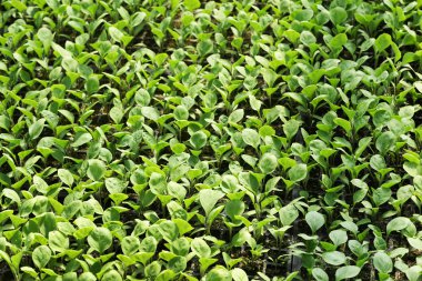 Serada yetişen bitkiler