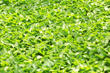 Serada büyüyen genç bitkiler