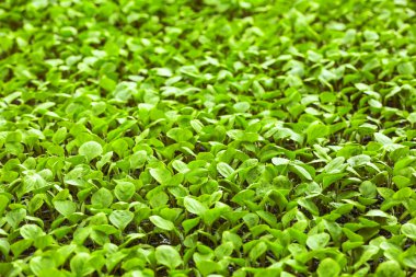 Serada büyüyen genç bitkiler