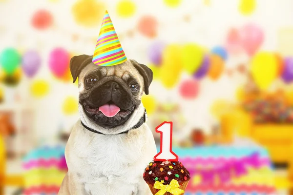 Αστείο σκύλο εορτασμού πάρτι γενεθλίων — Φωτογραφία Αρχείου