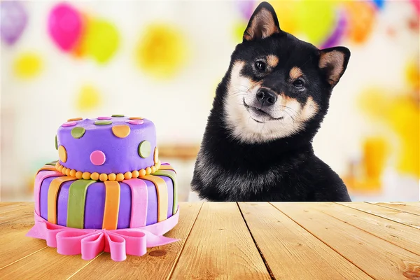 Lustiger Hund feiert Geburtstagsparty — Stockfoto