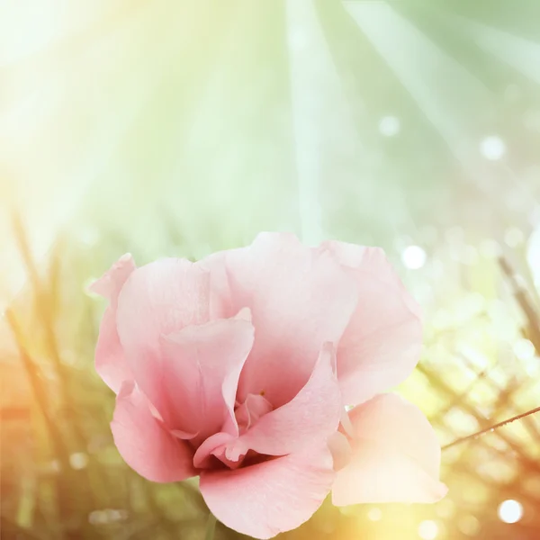 Фон с красивым цветком — стоковое фото