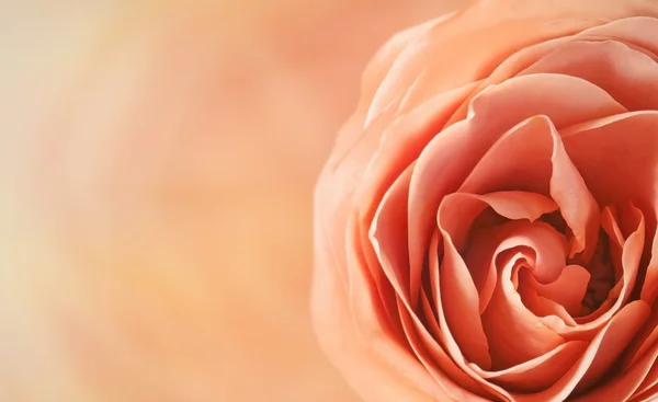 Beautiful rose flower — Stock Photo, Image