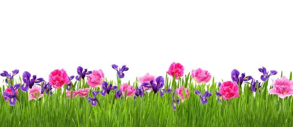 Schöner Garten mit Blume — Stockfoto