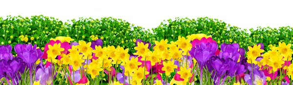 Krásná zahrada s letní květiny — Stock fotografie