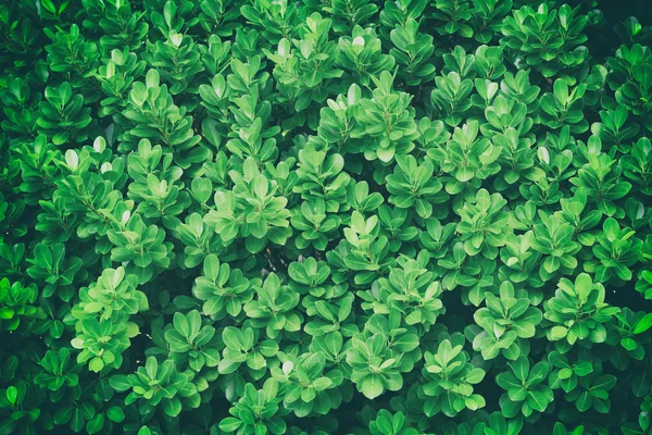 Grön bakgrund med färska blad. — Stockfoto