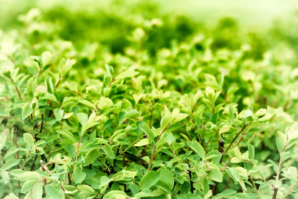 Grüner Hintergrund mit frischen Blättern. — Stockfoto