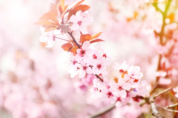 Blühender Baum auf verschwommener Natur — Stockfoto