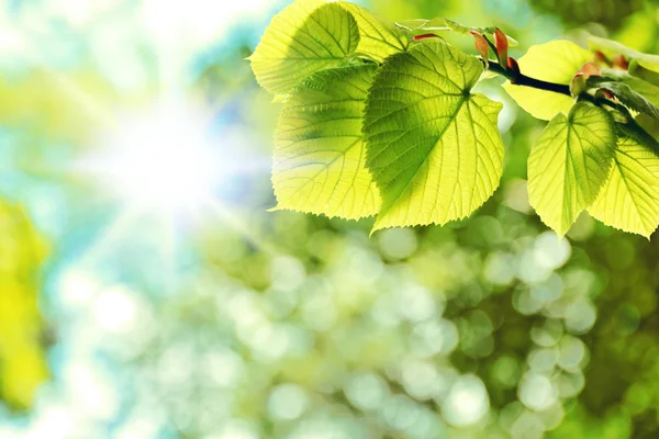 Hojas verdes en el árbol y el sol — Foto de Stock