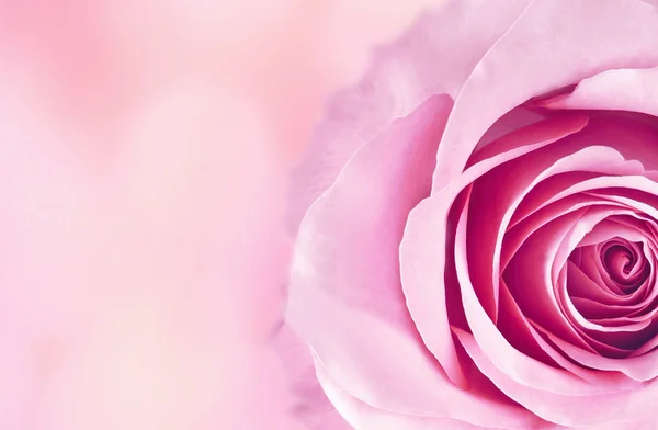 Beautiful rose flower — Stock Photo, Image