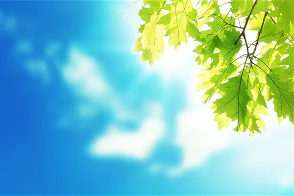 与蓝蓝的天空树上的绿叶 — 图库照片