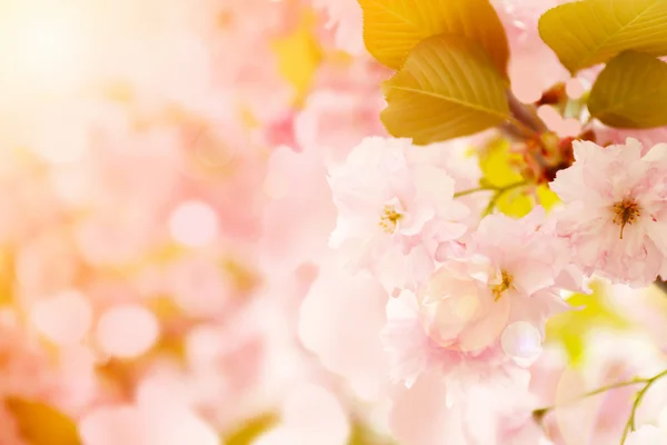 Albero di sakura fiorito — Foto Stock