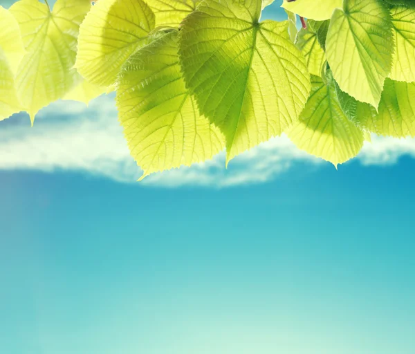 Zelené listy na strom s modrou oblohou — Stock fotografie