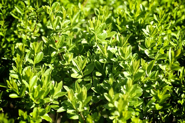 Grüner Hintergrund mit frischen Blättern. — Stockfoto