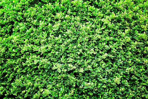 Fondo verde con hojas frescas . —  Fotos de Stock