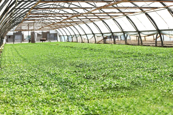 Pflanzen wachsen im Gewächshaus — Stockfoto