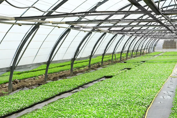 Young plants growing in greenhouse — Stock Photo, Image