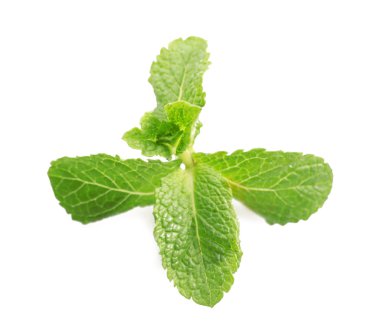 taze yeşil nane yaprakları