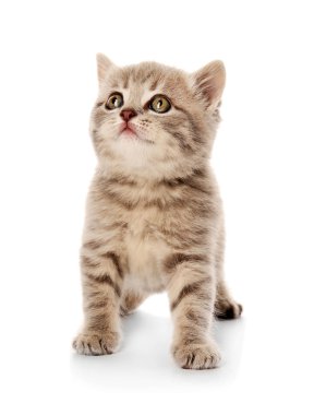 küçük şirin kedi yavrusu