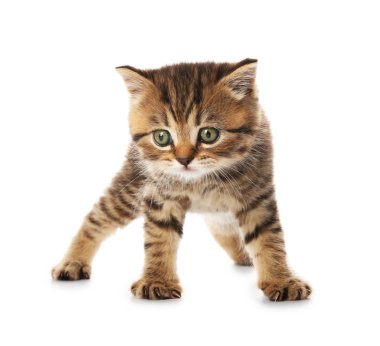 küçük şirin kedi yavrusu