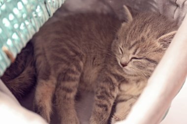 küçük şirin kedi yavrusu