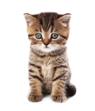 küçük şirin kedi yavrusu