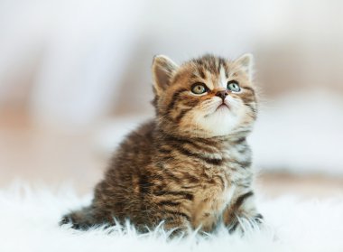 küçük şirin kedi yavrusu