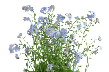 Güzel korun çiçekler