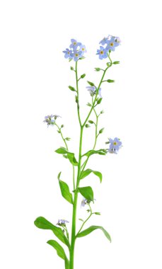 Güzel korun çiçekler