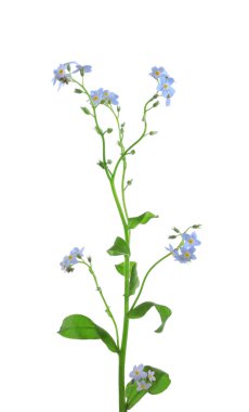 Güzel korun çiçekler