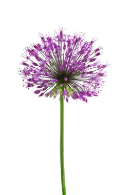 Güzel çayır çiçek 