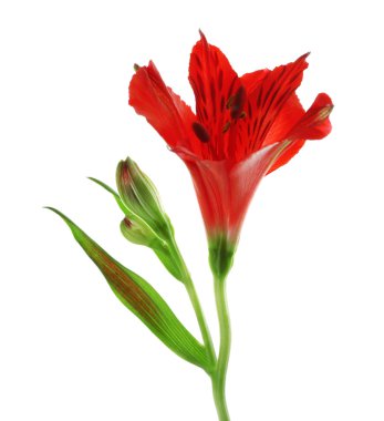 Kırmızı alstroemeria çiçek