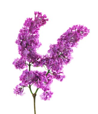 Eflatun çiçekler çok güzel