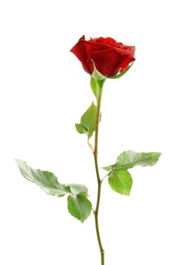 kırmızı gül çiçek