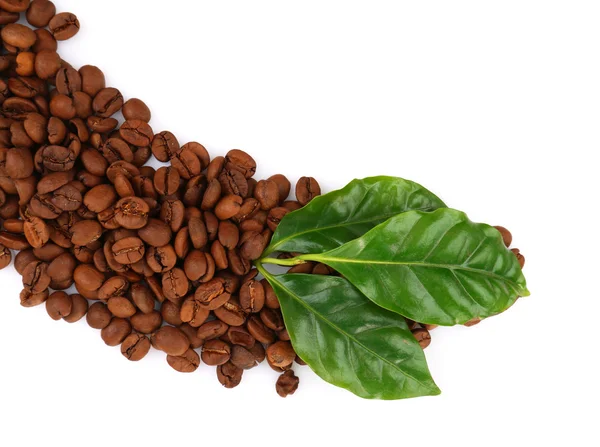 커피콩과 푸른 잎 — 스톡 사진