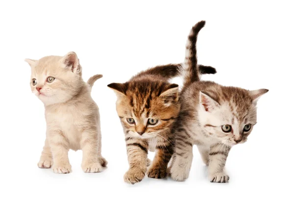 Small cute kittens — Stock Photo, Image