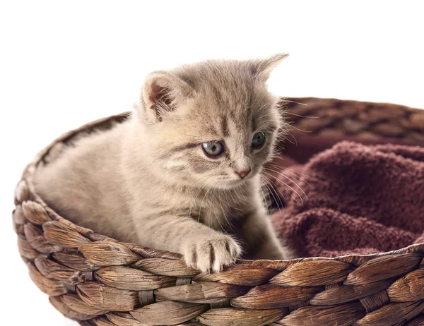Μικρό χαριτωμένο γατάκι — Φωτογραφία Αρχείου