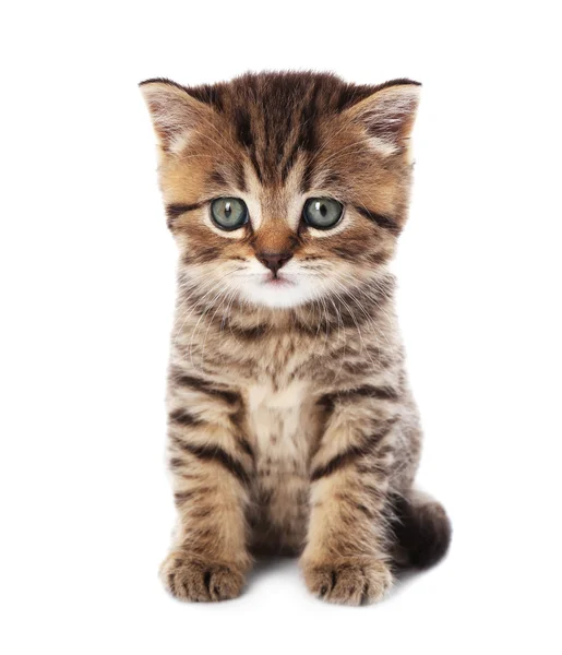 Malé roztomilé kotě — Stock fotografie
