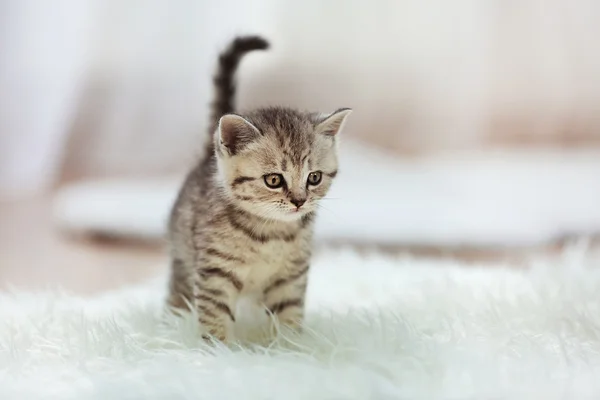 Pequeno gatinho bonito — Fotografia de Stock