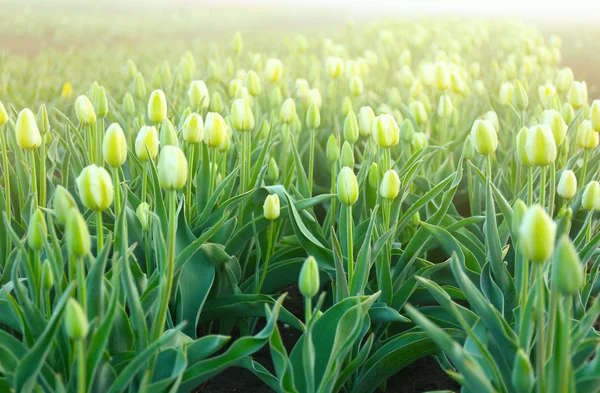 Gebied van mooie tulpen — Stockfoto