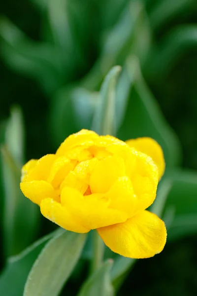 Красивый желтый тюльпан — стоковое фото