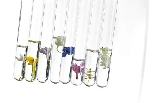 Flowers in test tubes — Stock Photo, Image