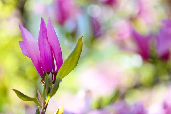 Blühender Magnolienzweig — Stockfoto