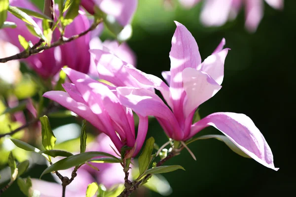 Blühender Magnolienzweig — Stockfoto