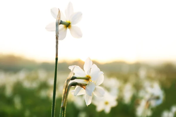 Belles fleurs Narcisse — Photo