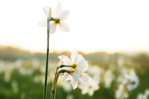 Lindas flores de Narciso — Fotografia de Stock