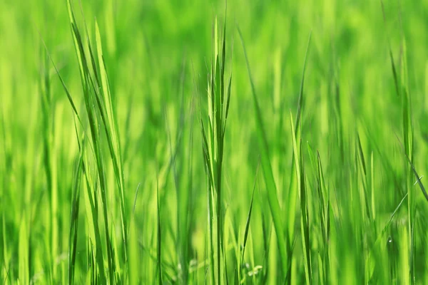 Vers groen gras — Stockfoto