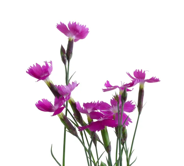 Kleine rosa Nelken — Stockfoto