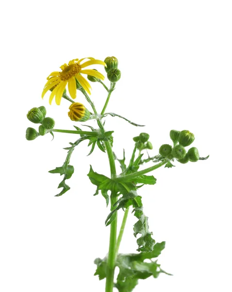 Gele madeliefjes bloemen — Stockfoto