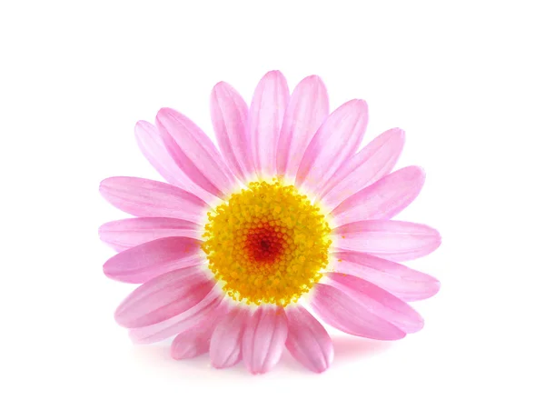 Lilla rosa daisy — Stockfoto